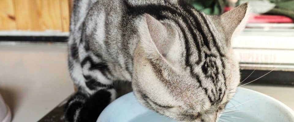 Kedim su kabını sürekli deviriyor – Nedenleri ve çözümleri