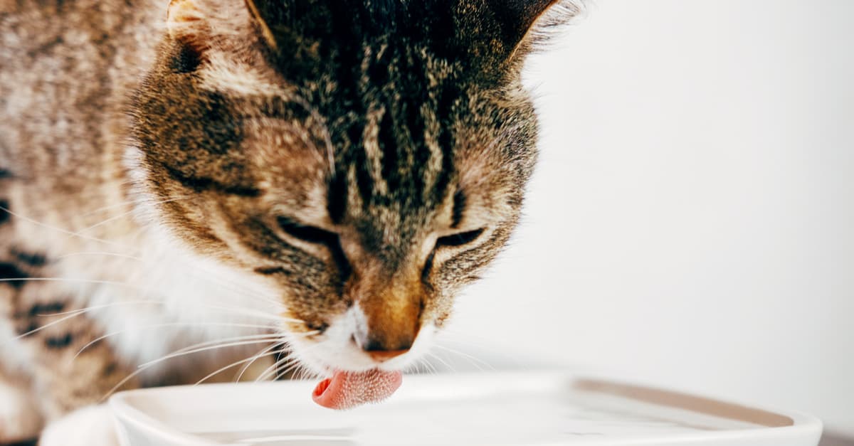 kedilerin su kabının dışına taşırması nasıl önlenir