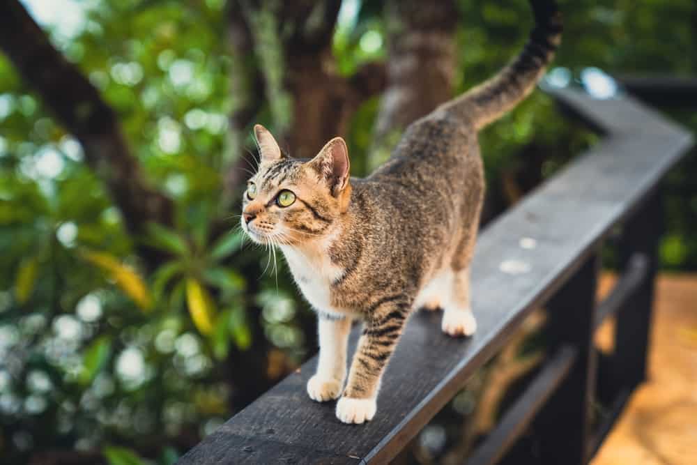 kediler neden balkona çıkar