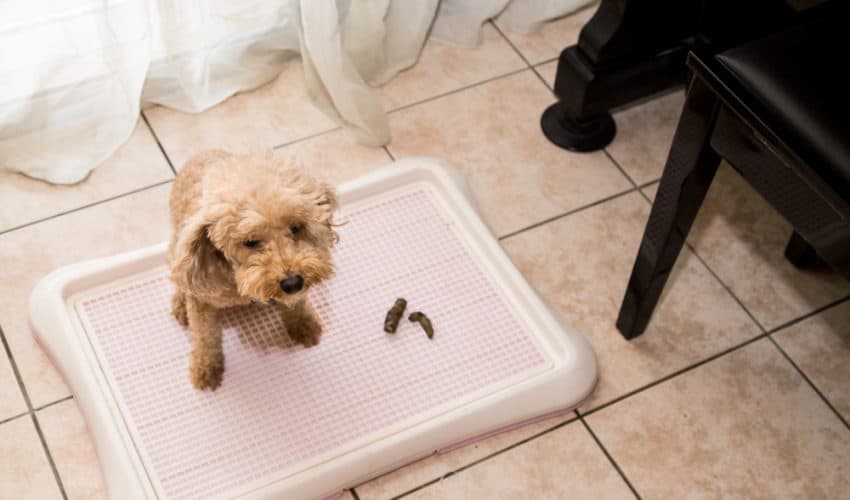 Köpeklerin Kum Kabı Kullanarak Tuvaletini Yapması