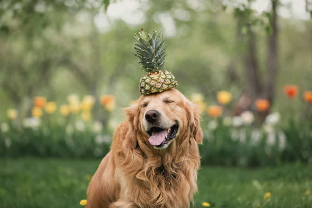 köpekler ananas yer mi