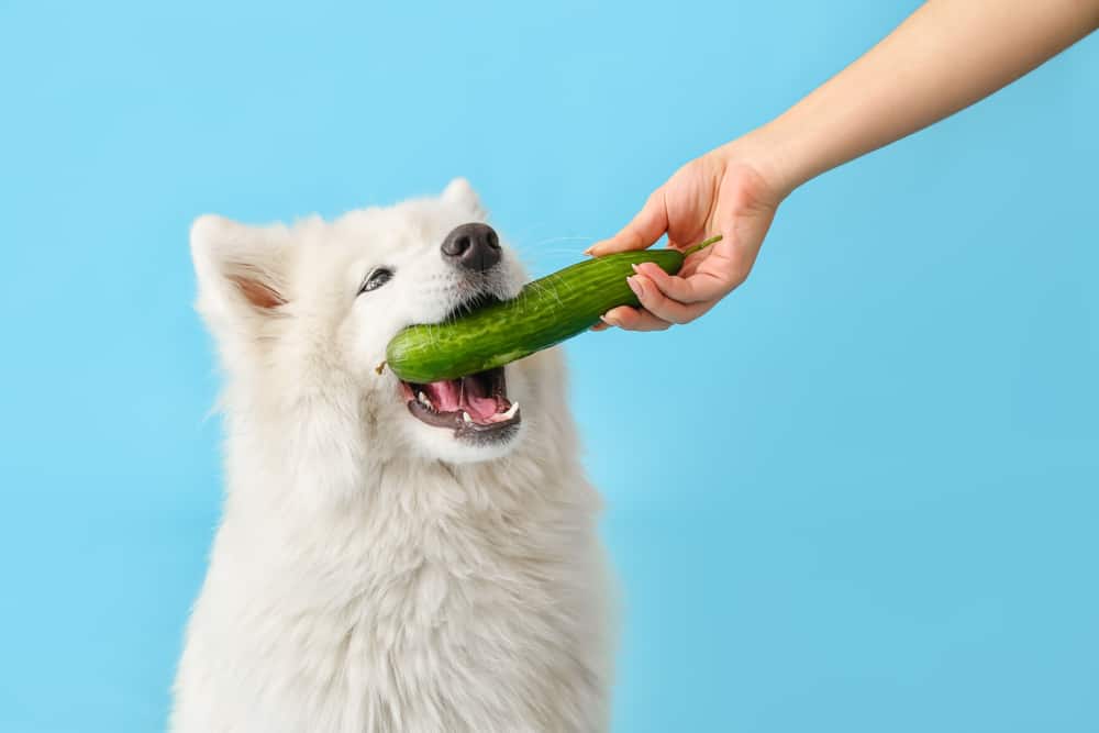 köpekler salatalık yer mi
