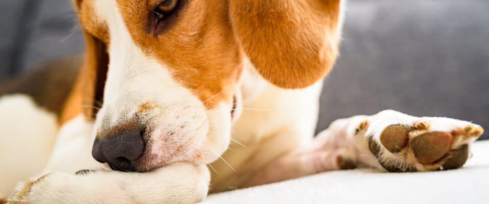 Köpeklerde Egzama Belirtileri, Nedenleri ve Tedavisi