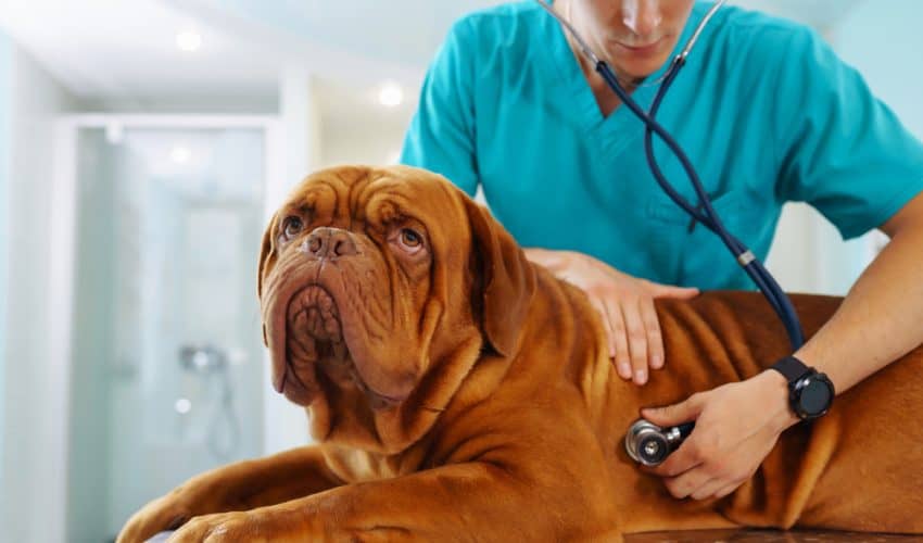 Köpeklerde Kalp Hastalıkları ve Belirtileri