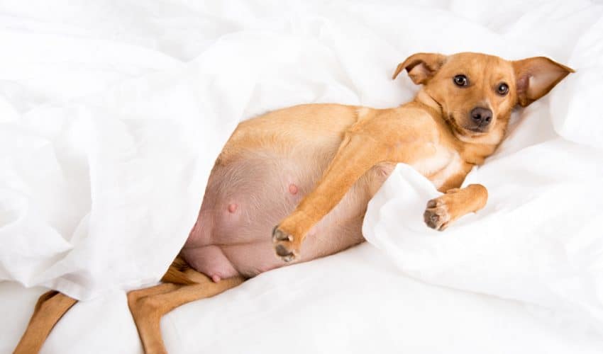 Köpeklerde Hamilelik Süresi, Belirtileri ve Doğum Süreci