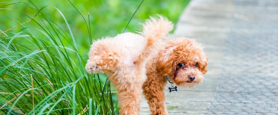 Köpeklerde İdrar Yolu Enfeksiyonu; Belirtileri ve Tedavisi