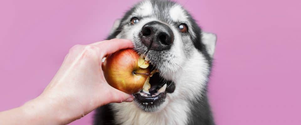 Köpeklerin Yiyebileceği Sebze ve Meyveler