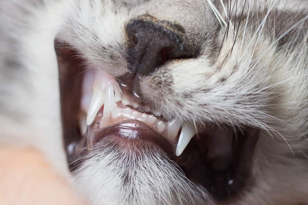 yetişkin kedilerde diş dökülmesi