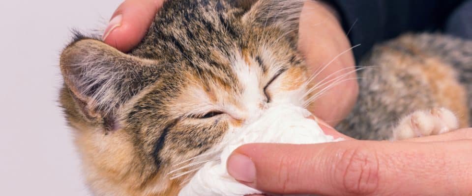 Kedilerde burun akıntısı – Kedimin burnu akıyor!