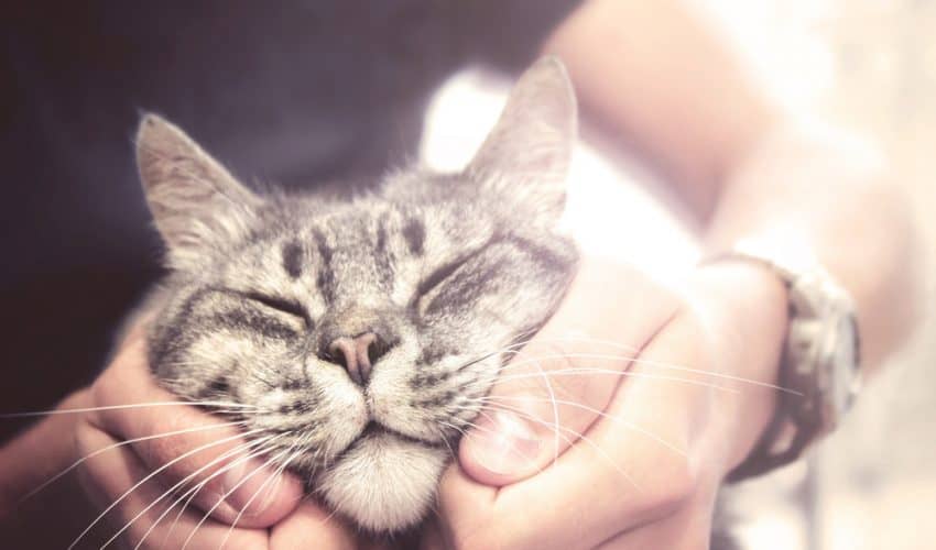 Kedileri mutlu etmenin yolları – 22 önemli ipucu