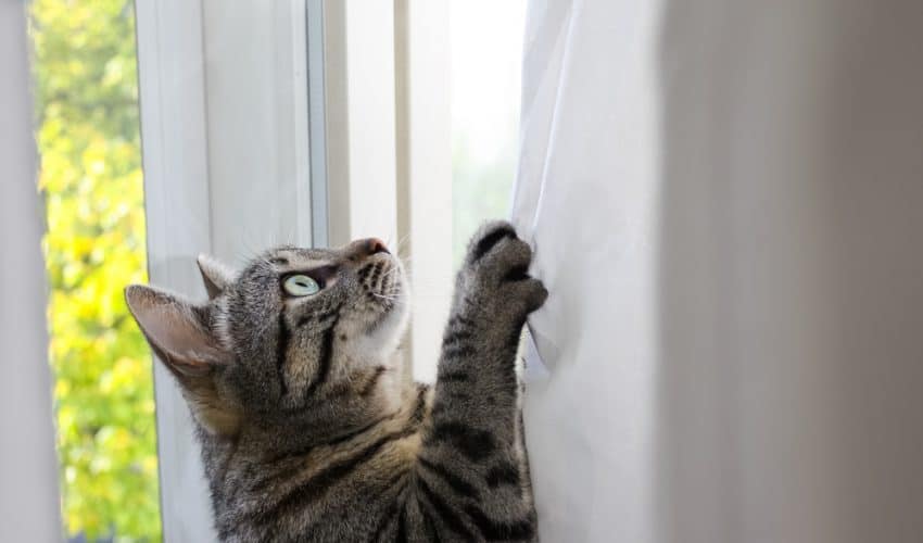 Kedileri perdelerden uzak tutmak için 9 yöntem