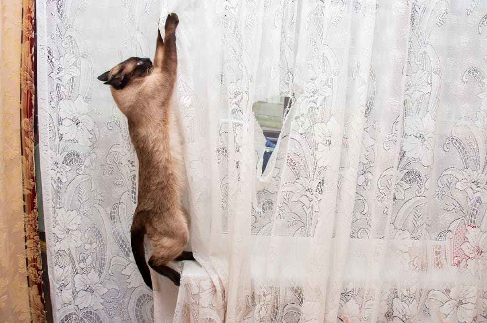 perdeye tırmanan kedi