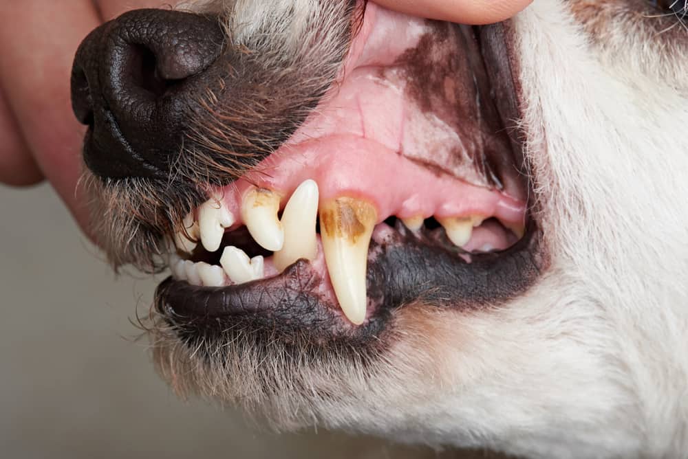 köpeklerde periodontal diş eti