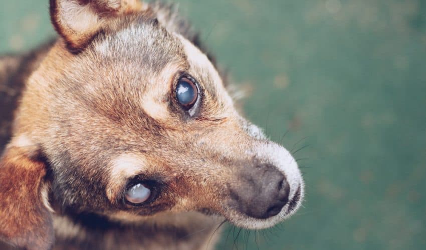 Köpeklerde Katarakt Hakkında Bilinmesi Gerekenler