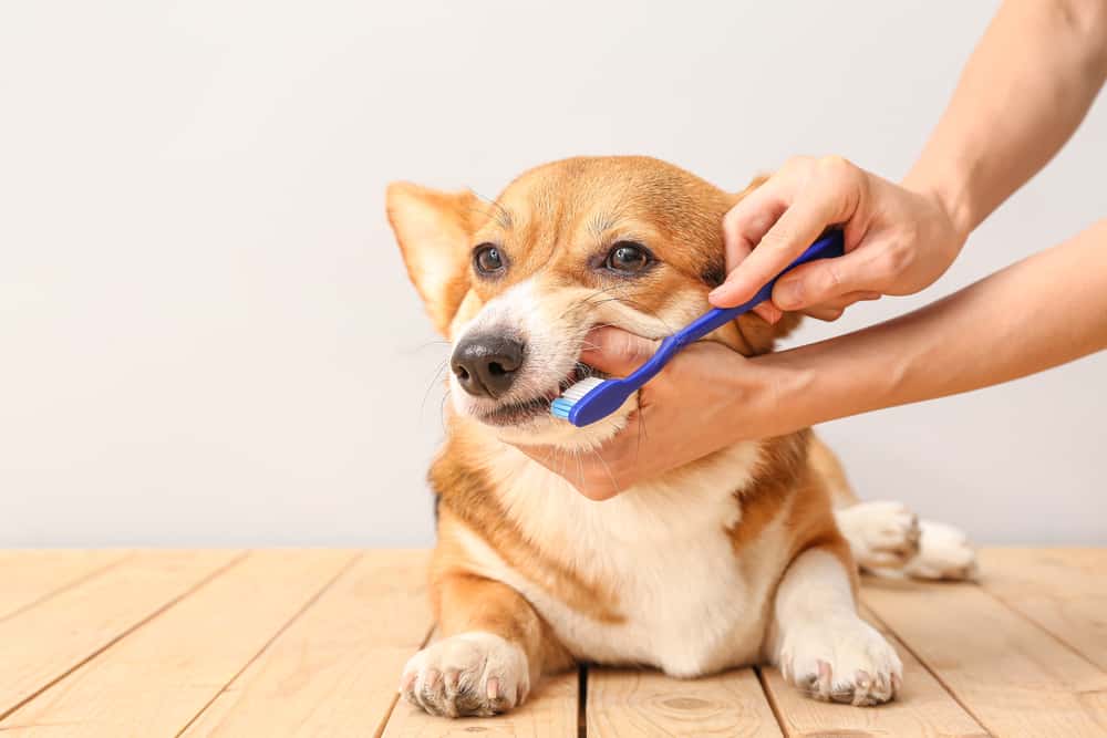köpeklerde periodontal diş eti