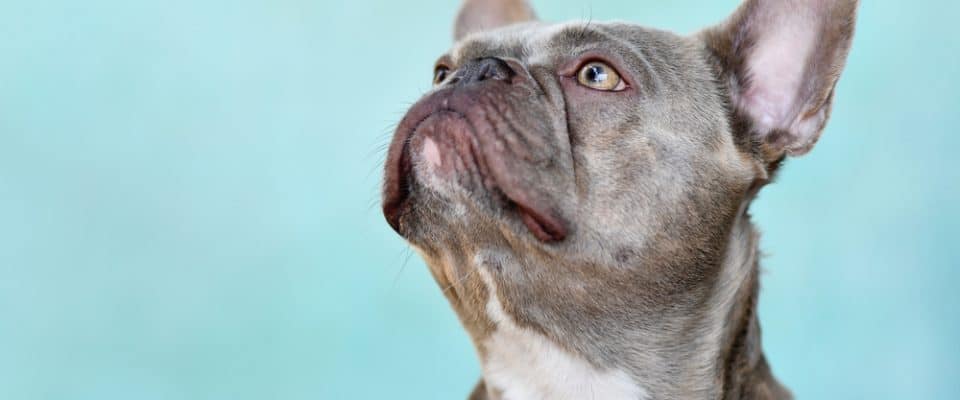 Köpeklerde Yumuşak Damak Sarkması Belirtileri ve Tedavisi