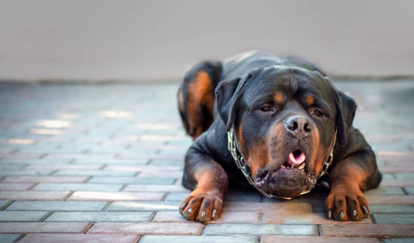 Köpeklerde Mide Torsiyonu Gastrik Dilatasyon Volvulus Nedenleri & Belirtileri