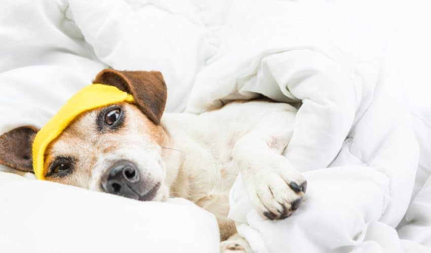 Köpekler Grip Olur Mu? Soğuk Algınlığını Nasıl Önlersiniz?