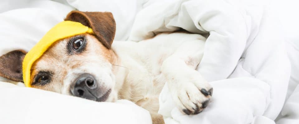 Köpekler Grip Olur Mu? Soğuk Algınlığını Nasıl Önlersiniz?