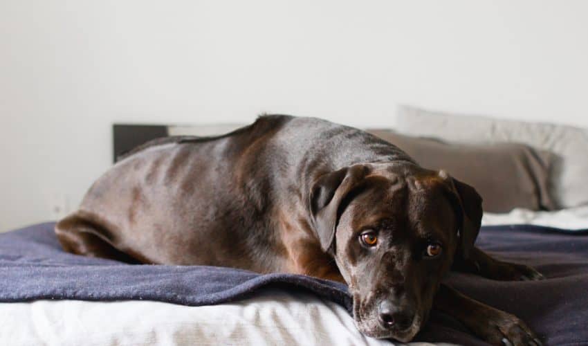 Köpeklerde Artrit – Eklem Yangısı İçin Çözümler