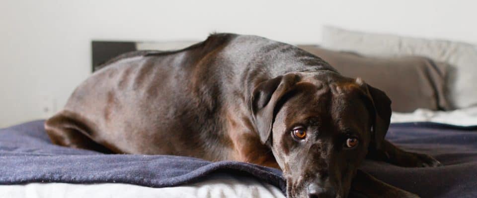 Köpeklerde Artrit – Eklem Yangısı İçin Çözümler