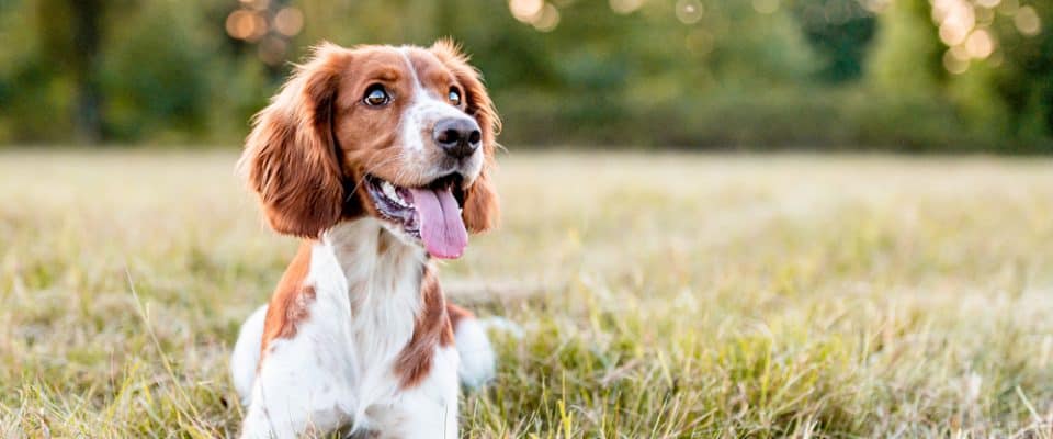 Köpeklerde Deri Mantarı Hastalığı  Tedavisi & Belirtileri