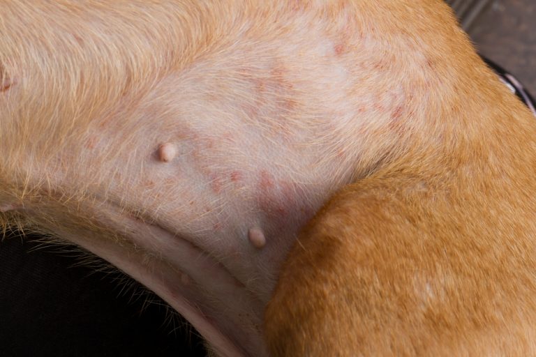 Köpekler neden alerji olur? Tedavisi ve Türleri » Petibom