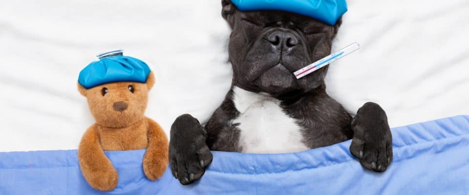 Köpeklerde En Sık Görülen 10 Hastalık Belirtisi » Petibom