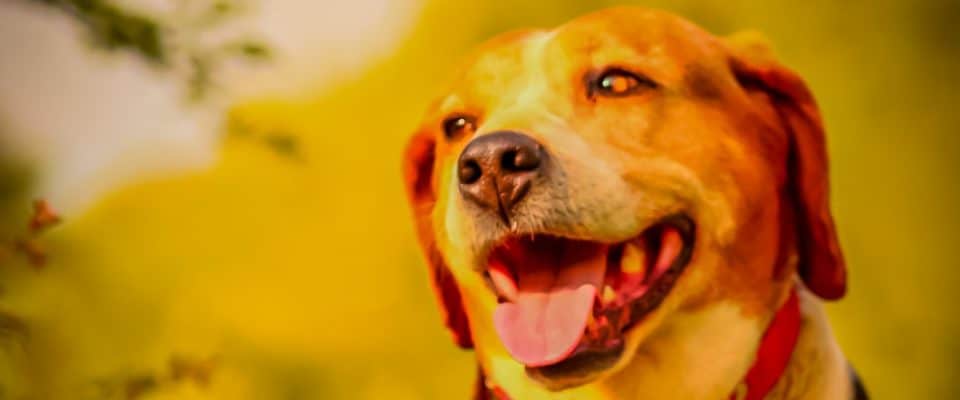 Köpeklerde Kanser Hastalığı Türleri ve Belirtileri