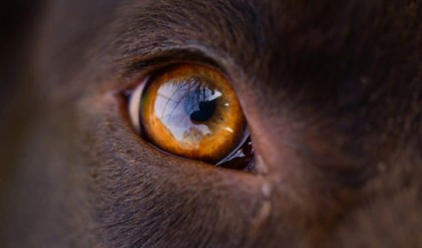 Köpeklerde Göz Hastalıkları