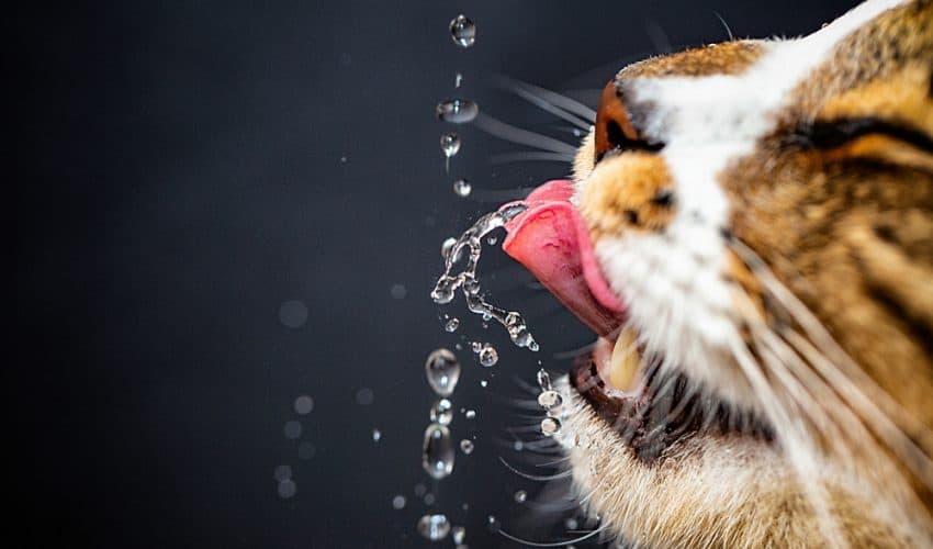 Kedi sağlığı için suyun önemi nedir?