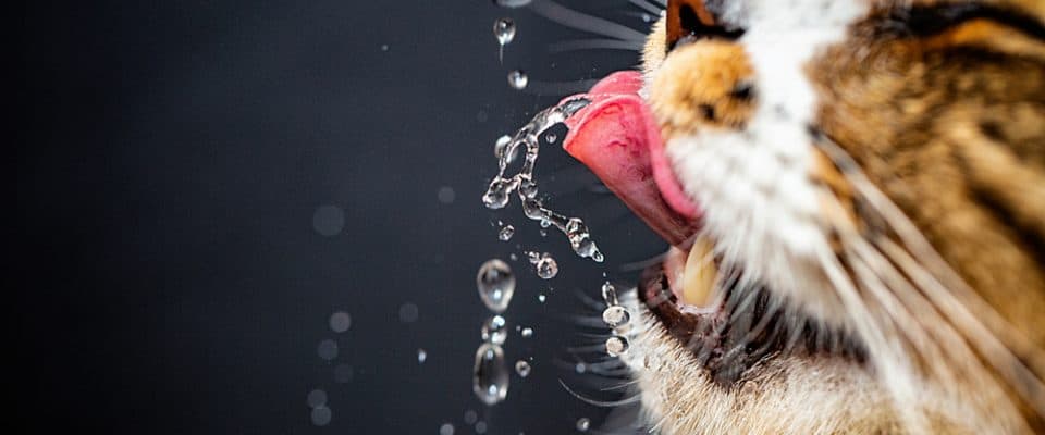 Kedi sağlığı için suyun önemi nedir?