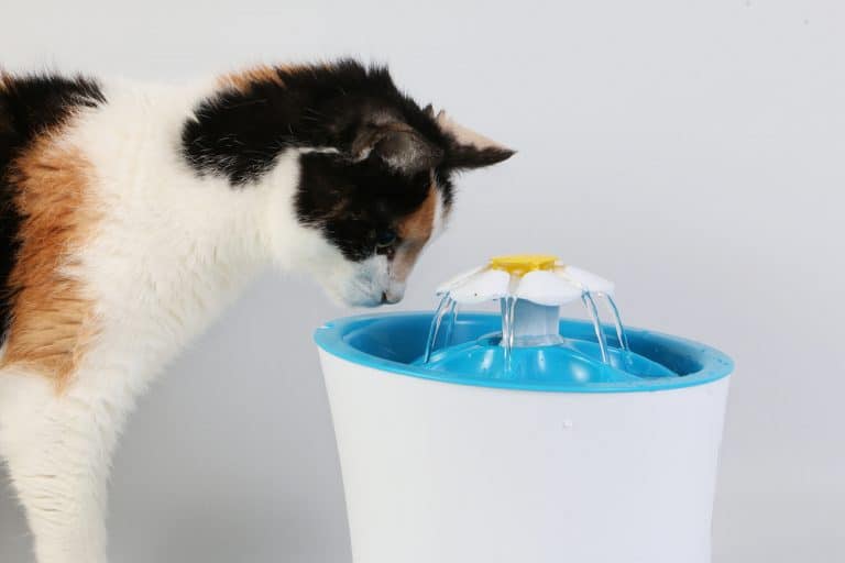 kedi su içmiyor