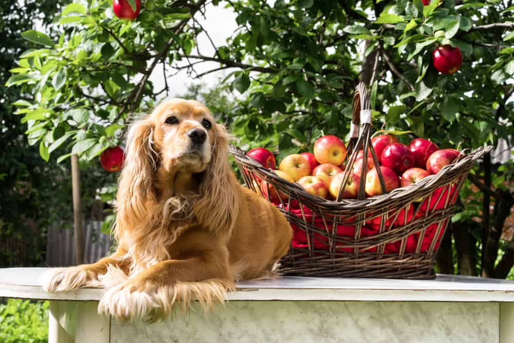 köpeklere elma verilir mi