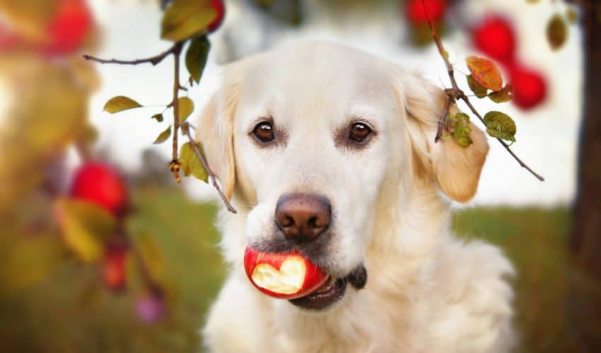 Köpekler elma yer mi?