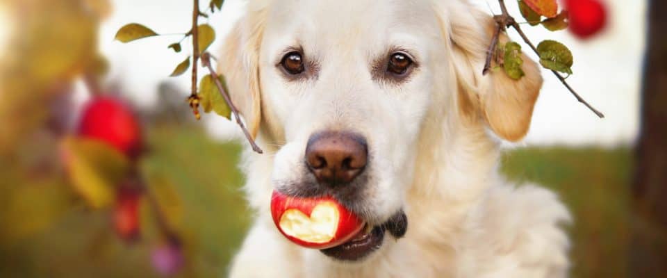 Köpekler elma yer mi?