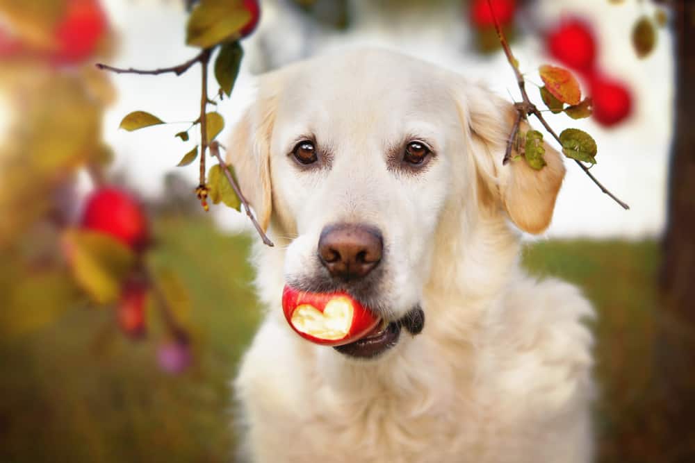 köpekler elma yer mi