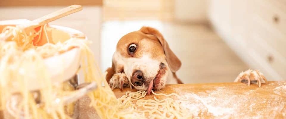 Köpekler makarna yiyebilir mi?