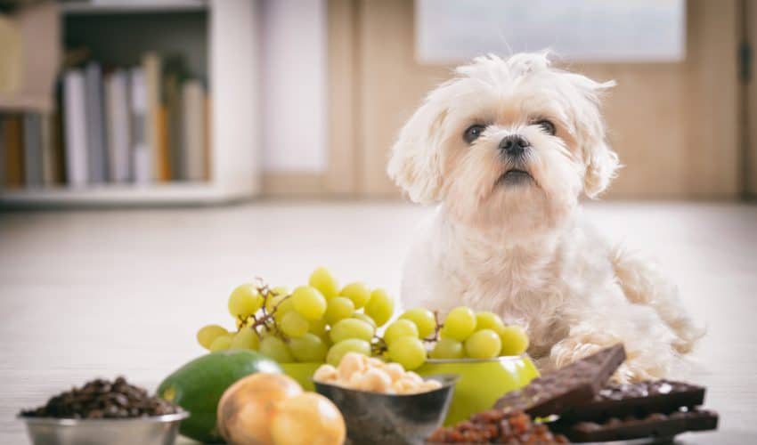 Köpekler için zararlı yiyecekler nelerdir?