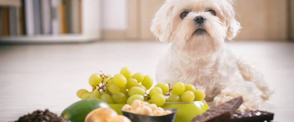 Köpekler için zararlı yiyecekler nelerdir?