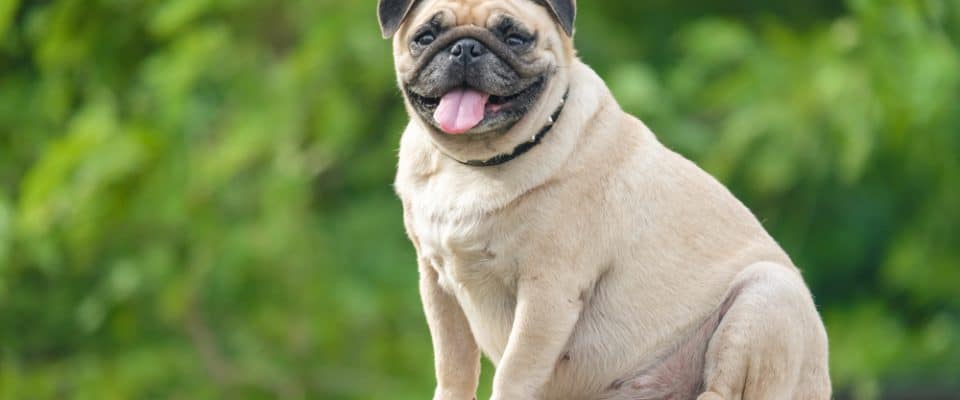 Köpekler Doğuştan Şeker Hastası mıdır? Köpeklerde Diyabetes Mellitus