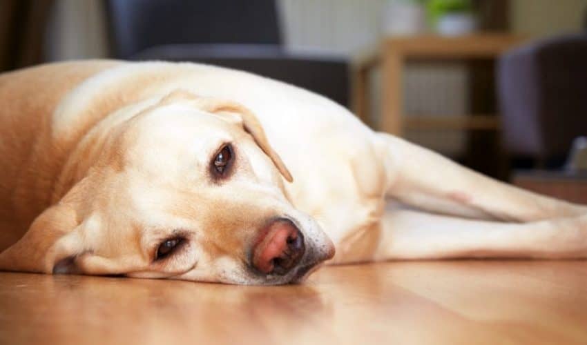 Köpeklerde Kronik Böbrek Yetmezliği Tedavisi
