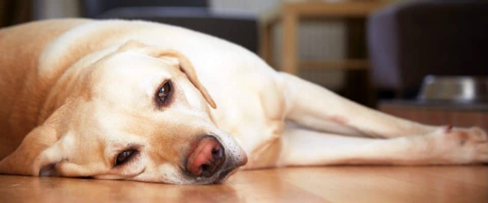Köpeklerde Kronik Böbrek Yetmezliği Tedavisi