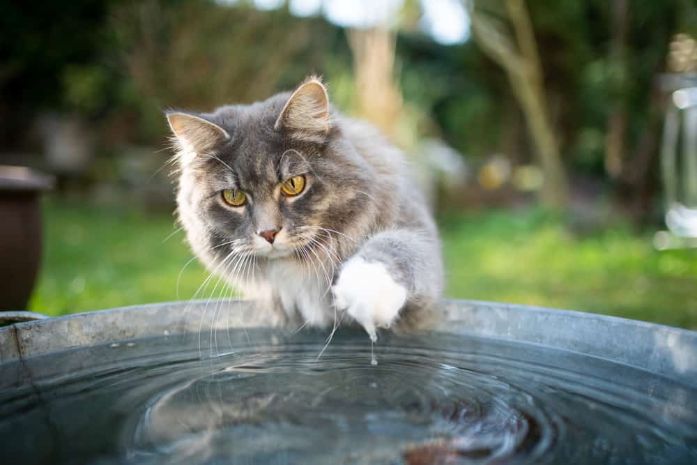 kediye su vermek