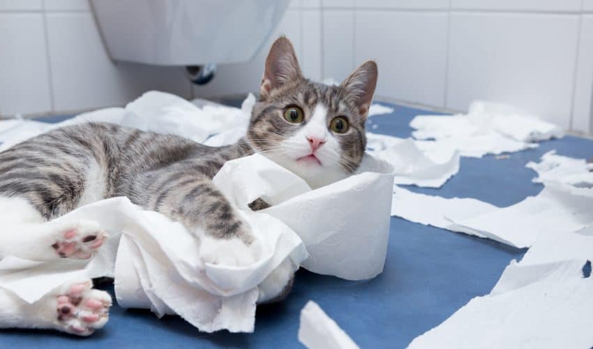 Kediler neden kağıt yer? 8 Şaşırtıcı neden