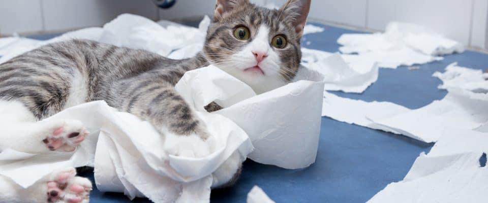 Kediler neden kağıt yer? 8 Şaşırtıcı neden