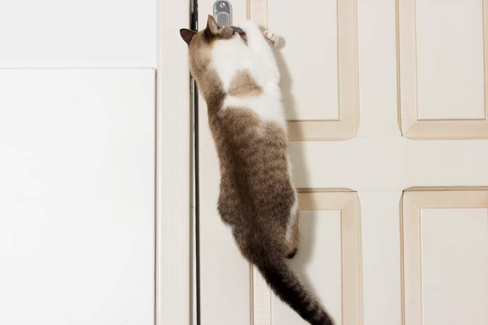 kapıyı açan kedi