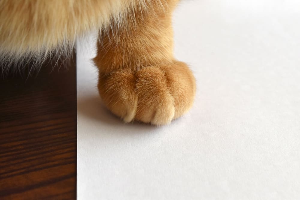 Kedim neden kağıt yiyor