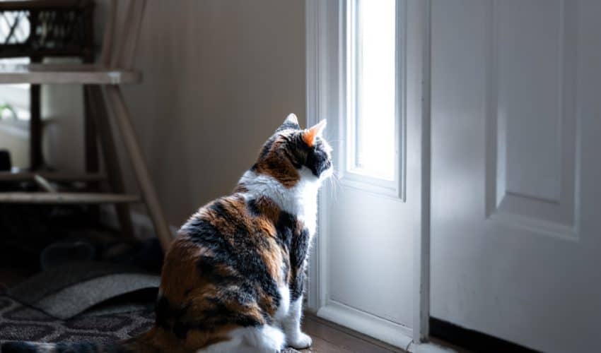 Kediler neden kapalı kapı sevmez? Cevaplar sizi şaşırtabilir!