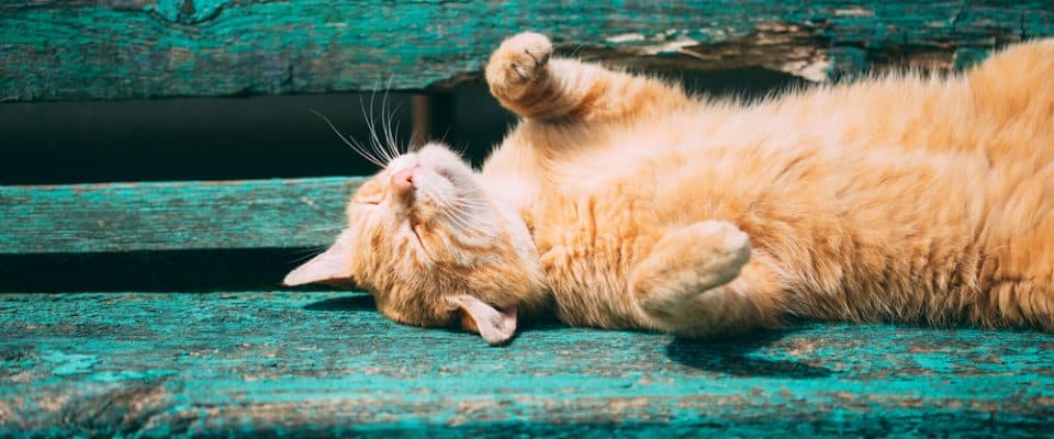 Kediler sıcaktan etkilenir mi?